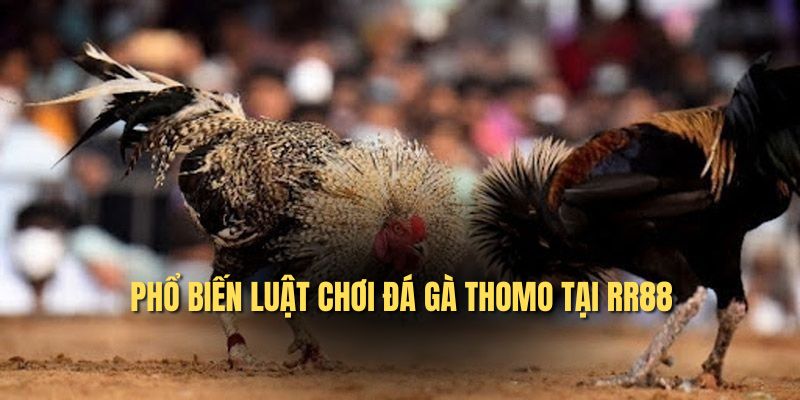 Phổ biến luật chơi đá gà Thomo tại RR88